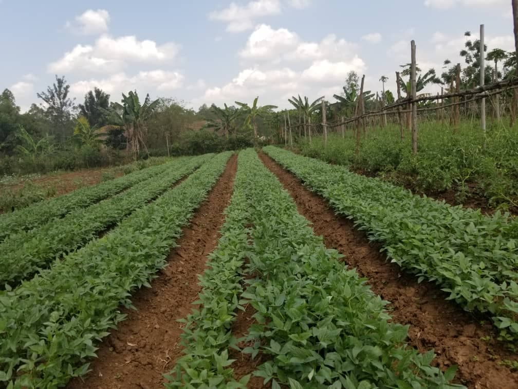 Vegetable Income Generating Project